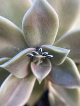 Accesorio cluster titanio ASTM F136 - 5 Hojas