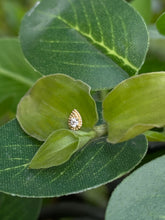 Accesorio c/ pin Oro 14k - Pera milgrain cz Oro 14k