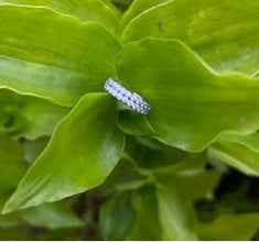 Argolla titanio ASTM F136 - Segment ring con doble línea de zirconias lateral apegada blanco